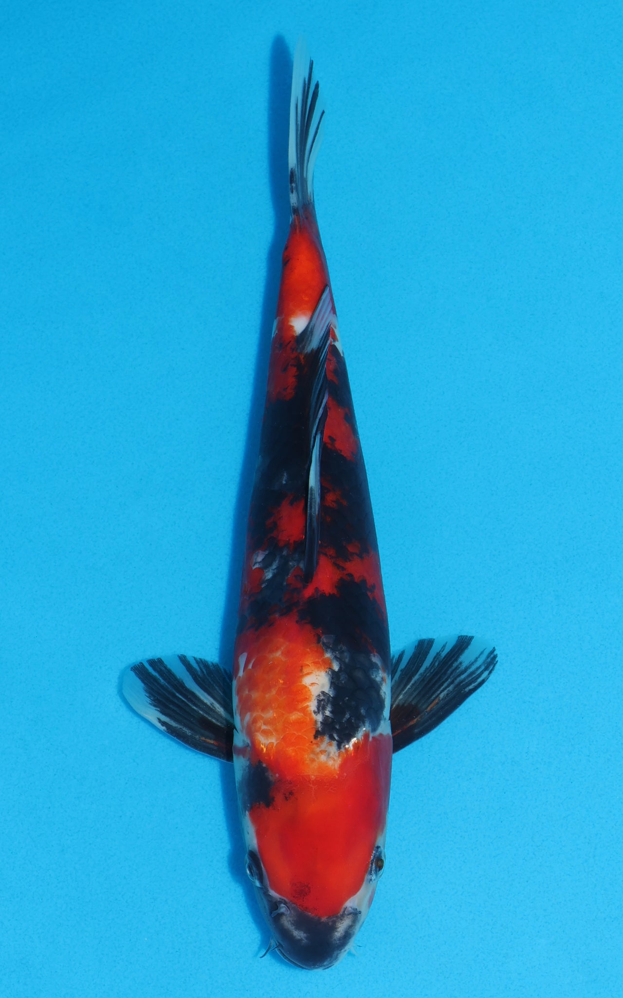 Showa - 33cm REF:13251