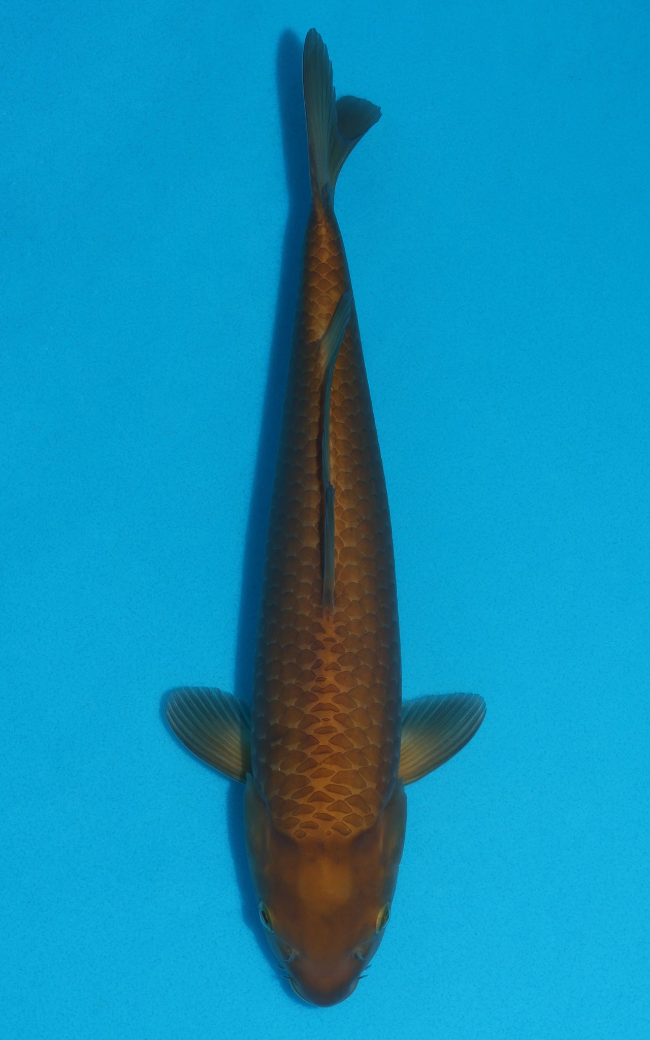 Chagoi - 38cm REF:29058