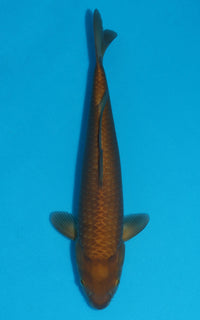 Thumbnail for Chagoi - 38cm REF:29058