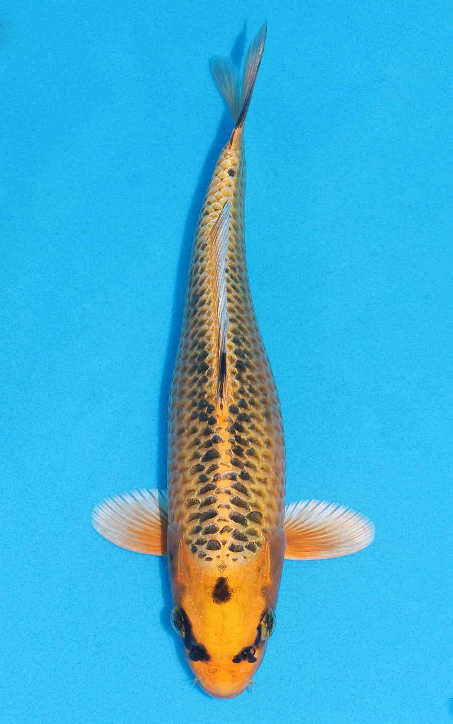 Kin Matsuba - 29cm REF:13252