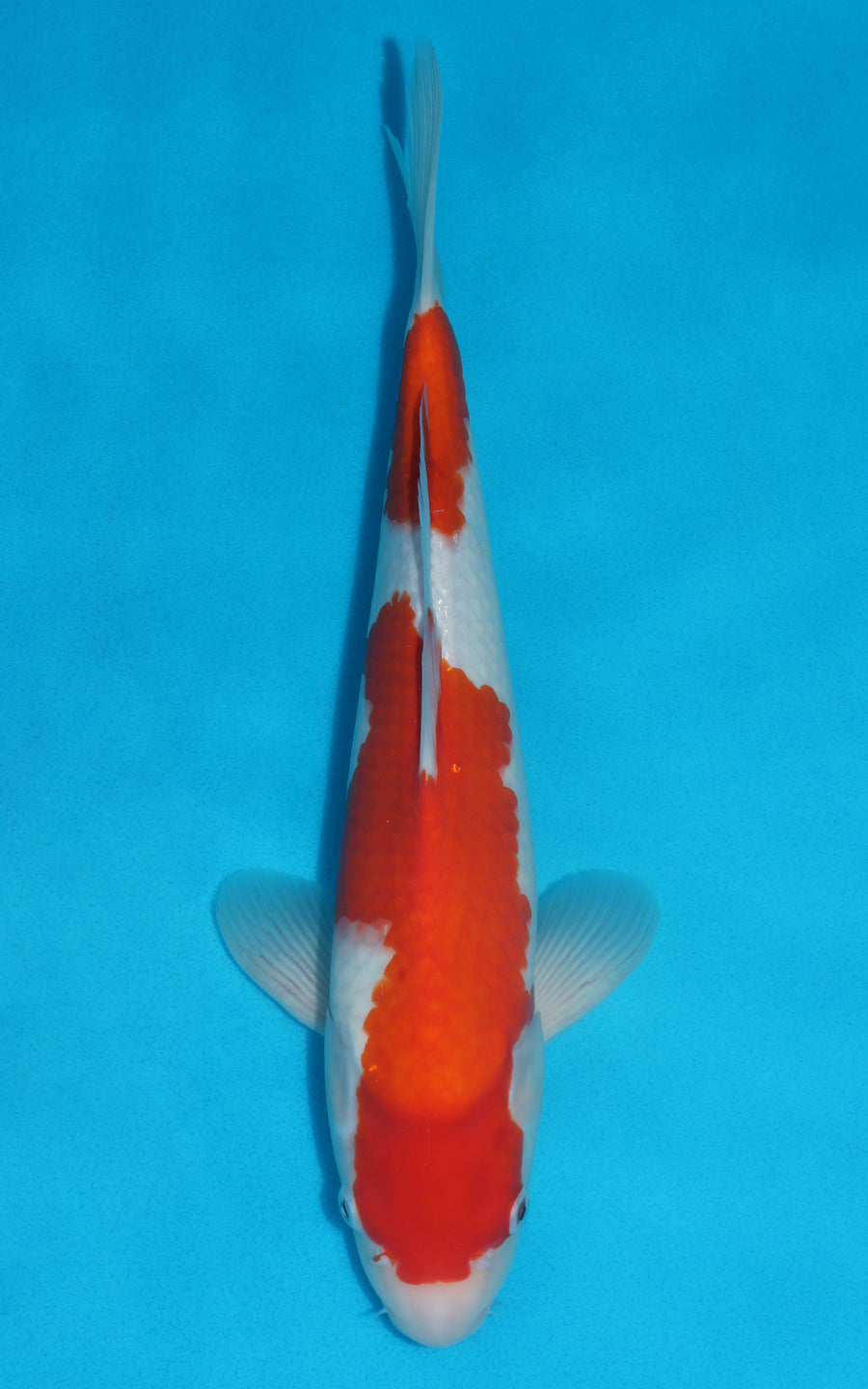Kohaku - 40cm REF:29059