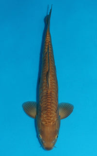 Thumbnail for Aragoke Karashigoi - 40cm REF:29060