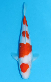 Thumbnail for Maruten Kohaku - 30cm REF:13258