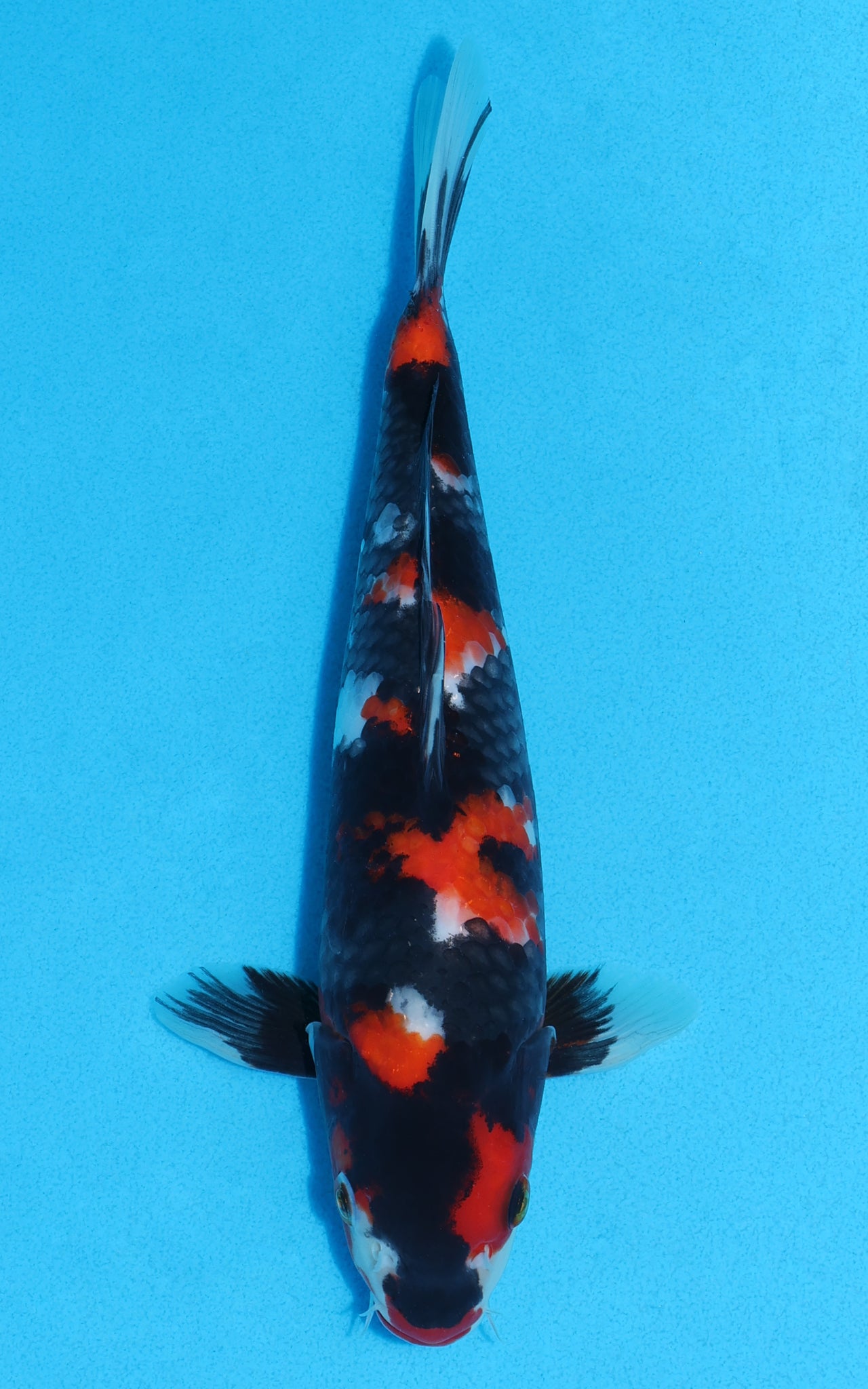 Showa - 26cm REF:19279