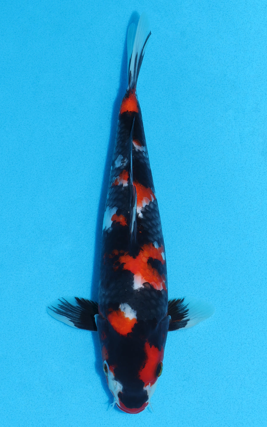 Showa - 26cm REF:19279