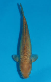 Thumbnail for Doitsu Karashigoi - 37cm REF:29061