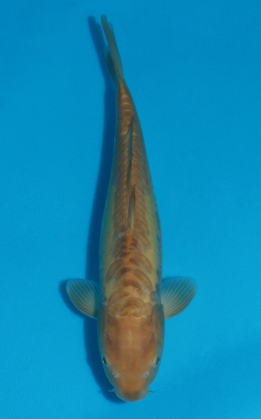 Doitsu Karashigoi - 37cm REF:29061