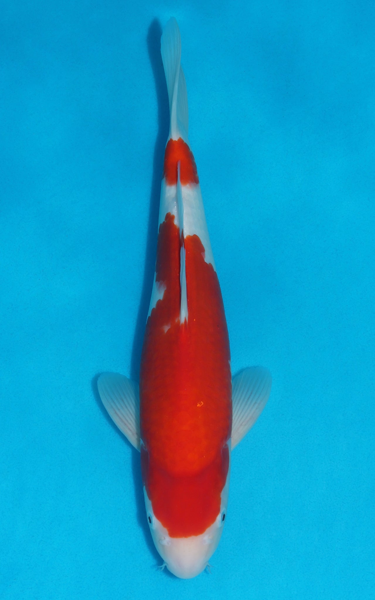 Kohaku - 36cm REF:29062