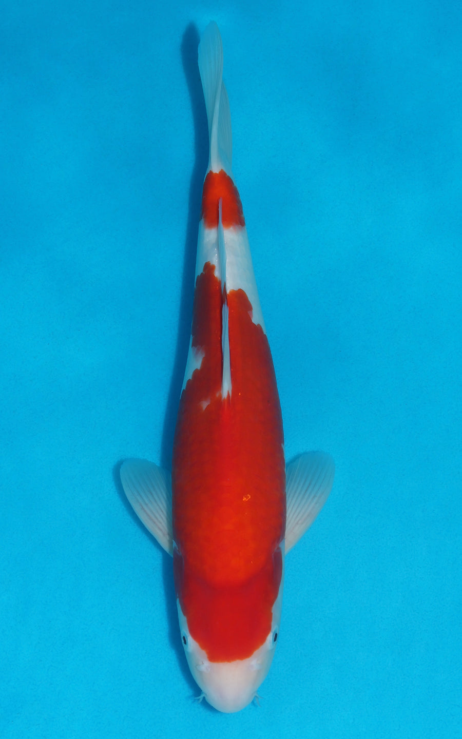Kohaku - 36cm REF:29062