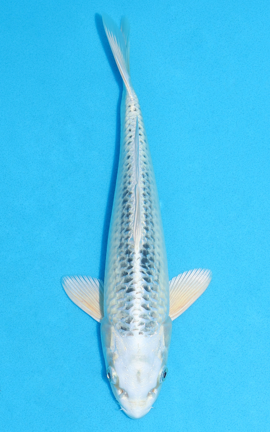 Gin Matsuba - 29cm REF:13263