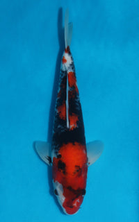 Thumbnail for Showa - 33cm REF:29063