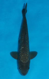 Thumbnail for Gin Rin Aragoke Chagoi - 34cm REF:29064