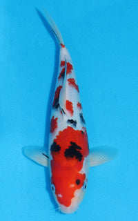 Thumbnail for Sanke - 29cm REF:13268