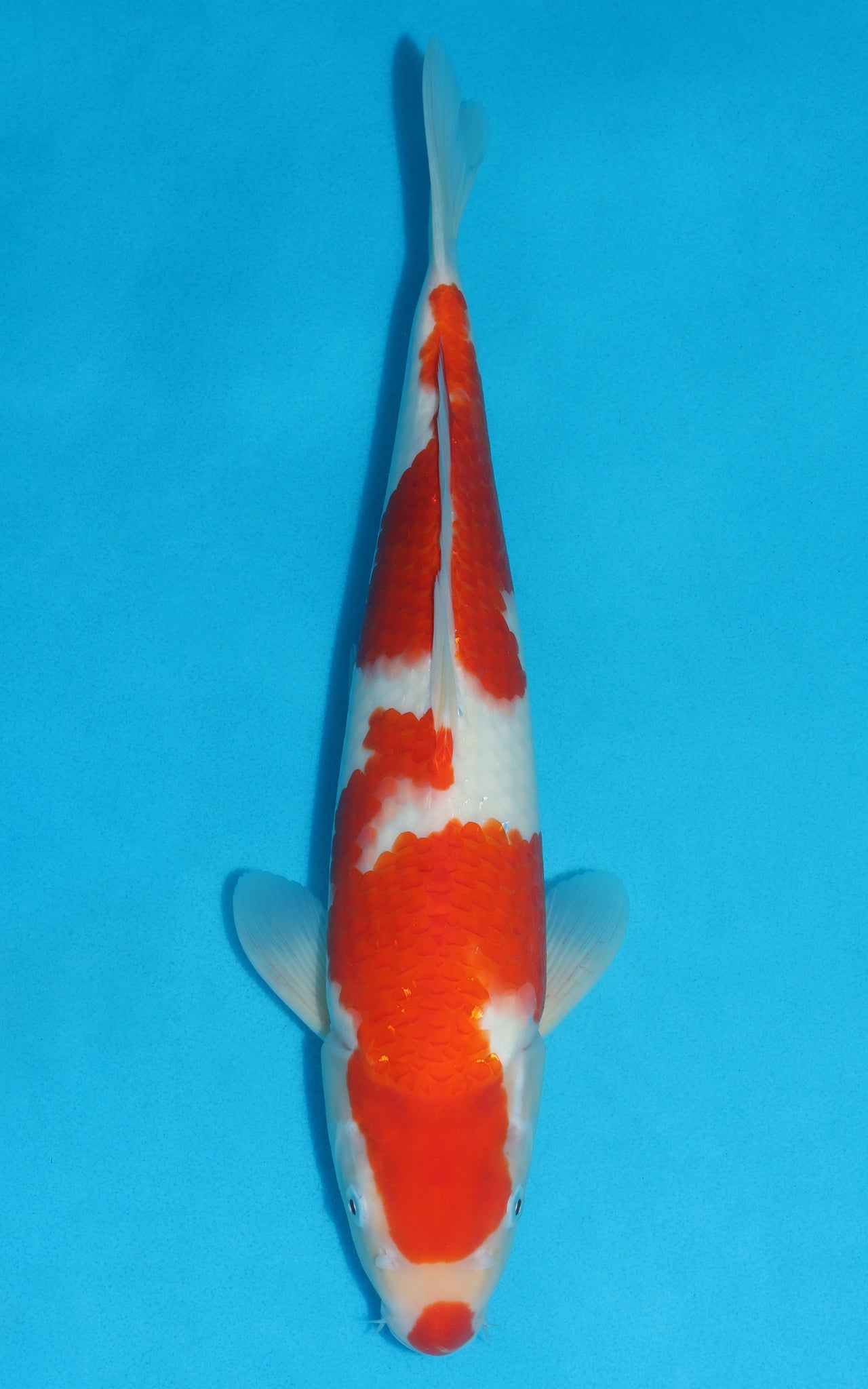 Kohaku - 40cm REF:39062