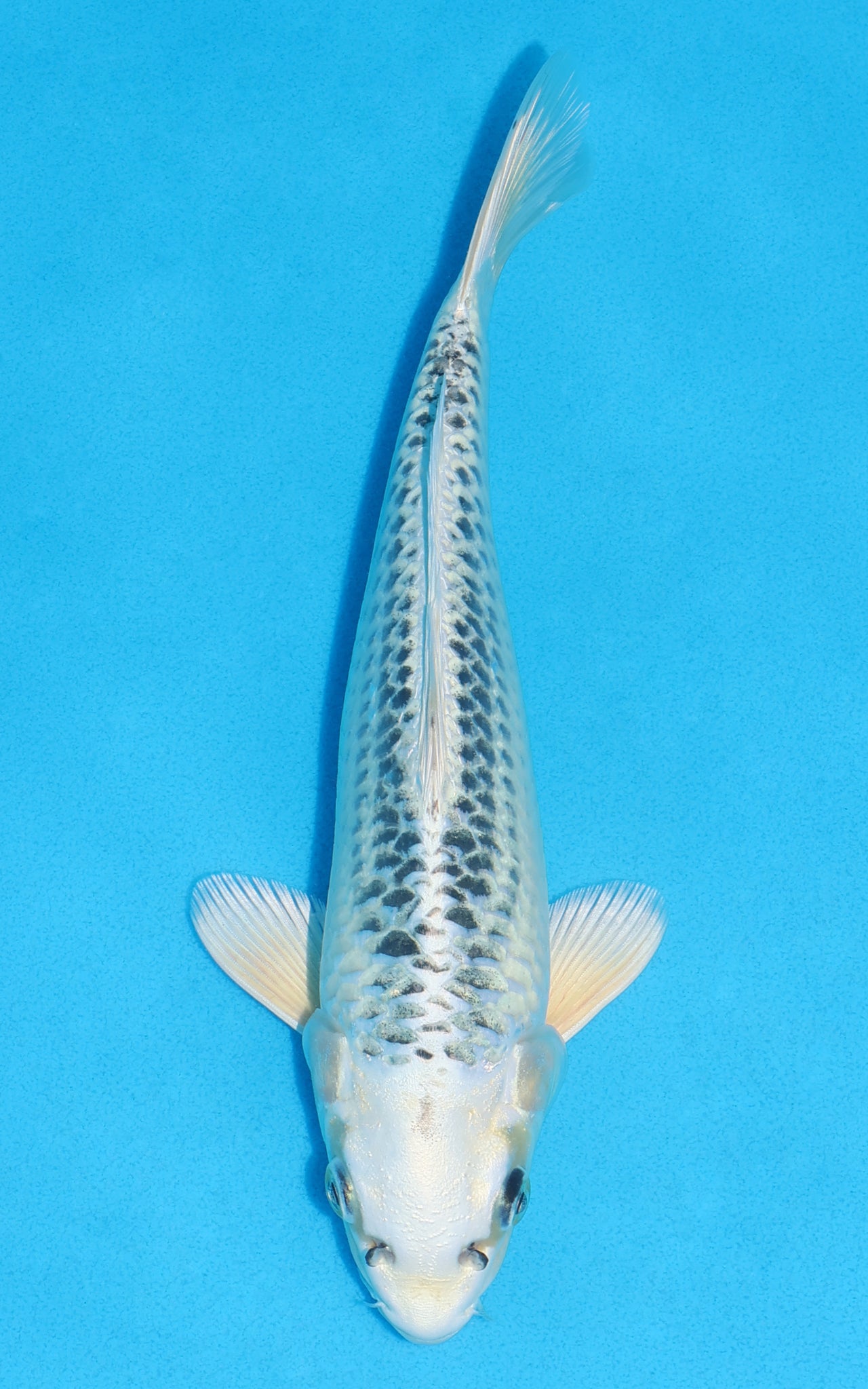 Gin Matsuba - 27cm REF:13269