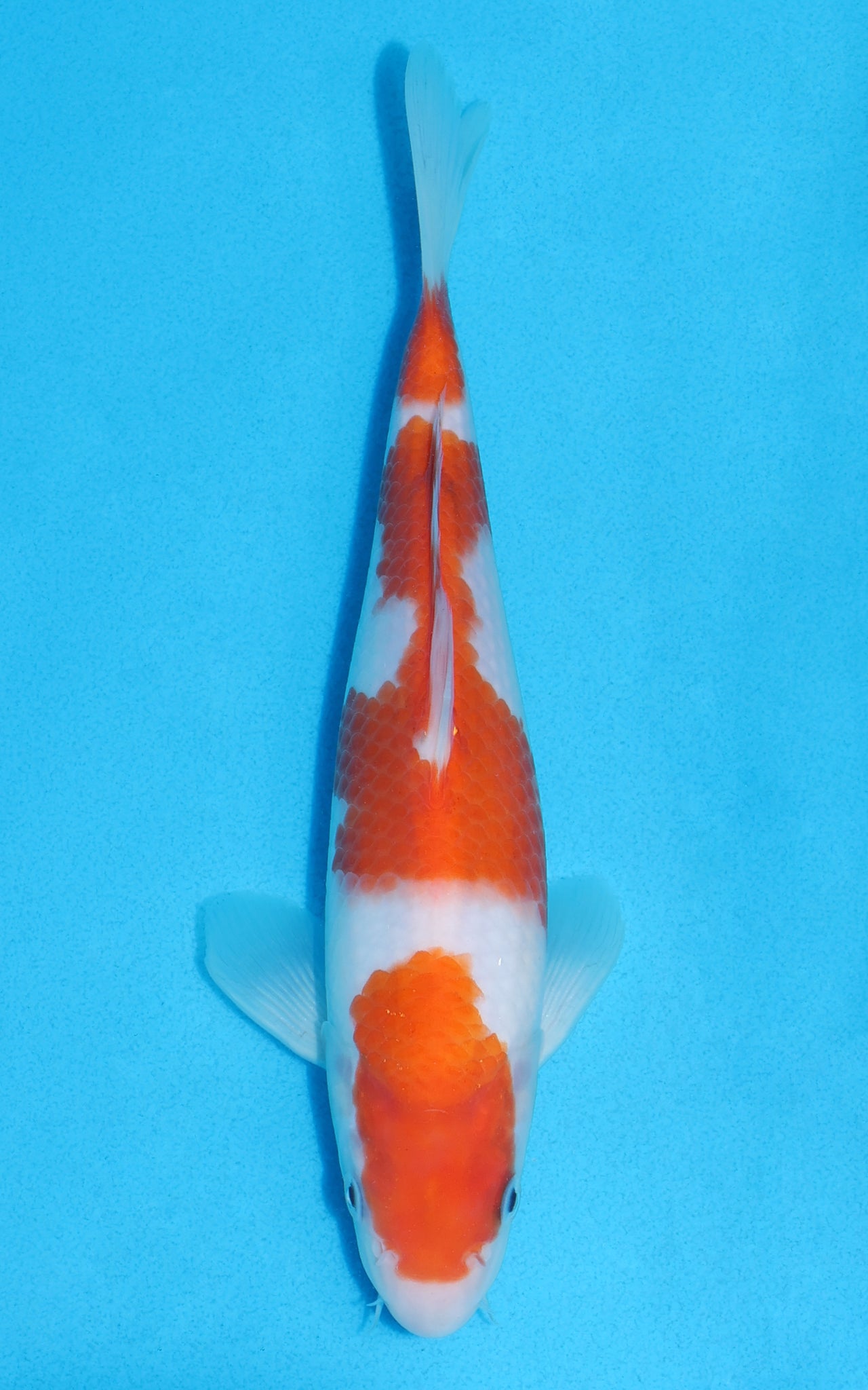 Kohaku - 25cm REF:13271