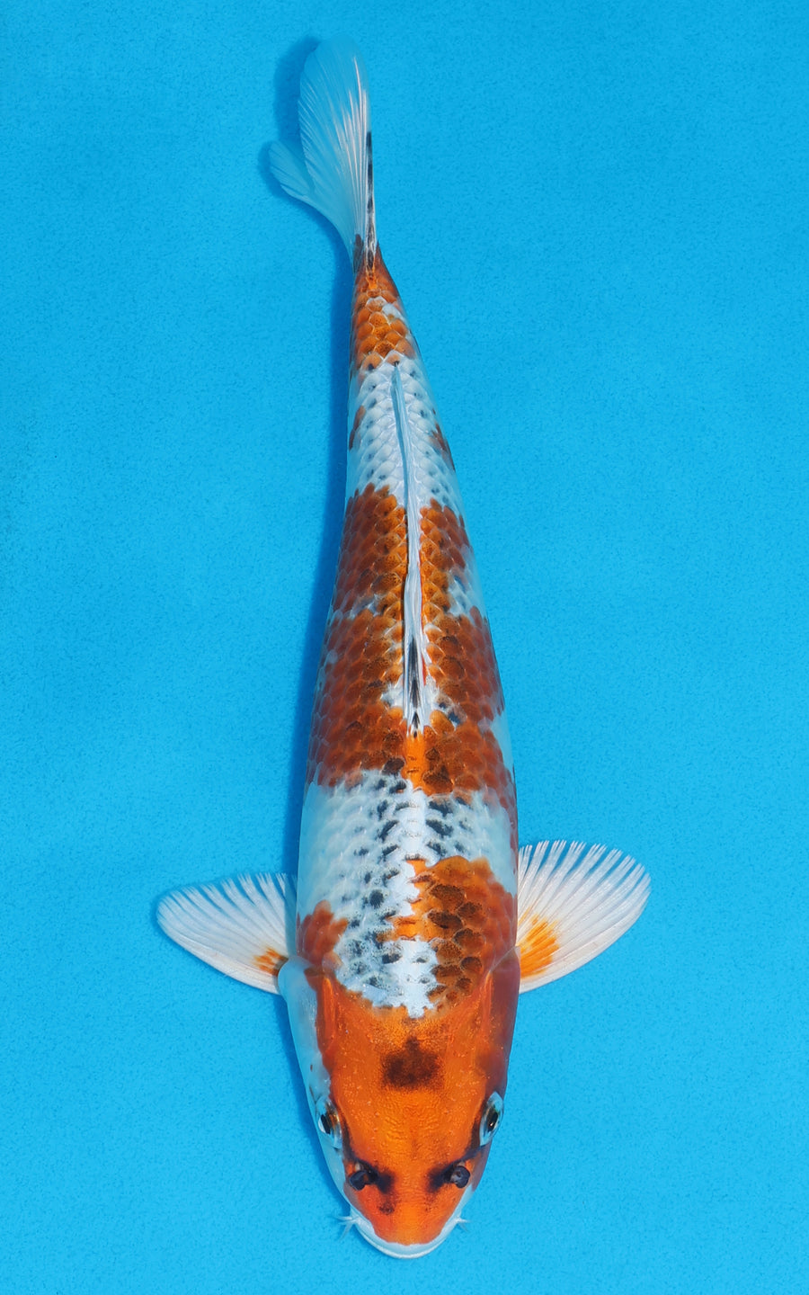 Kujaku - 29cm REF:13272