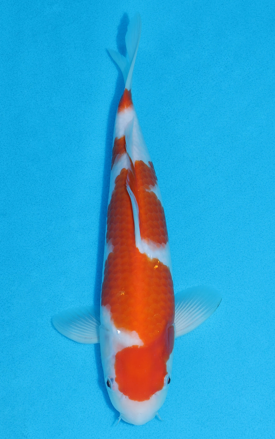 Kohaku - 28cm REF:13273