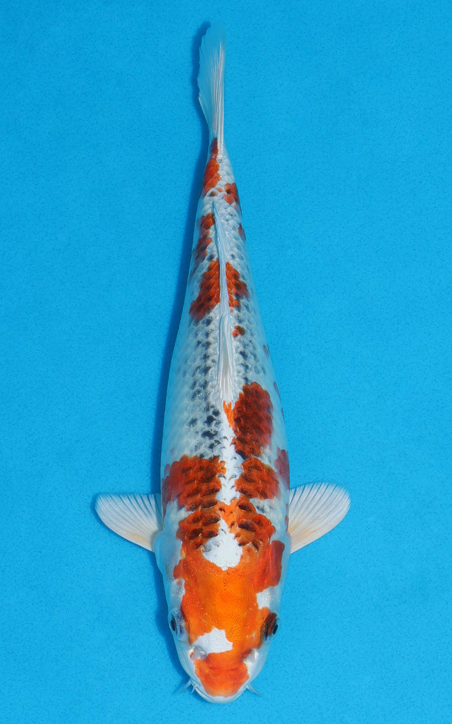 Kujaku - 28cm REF:13274