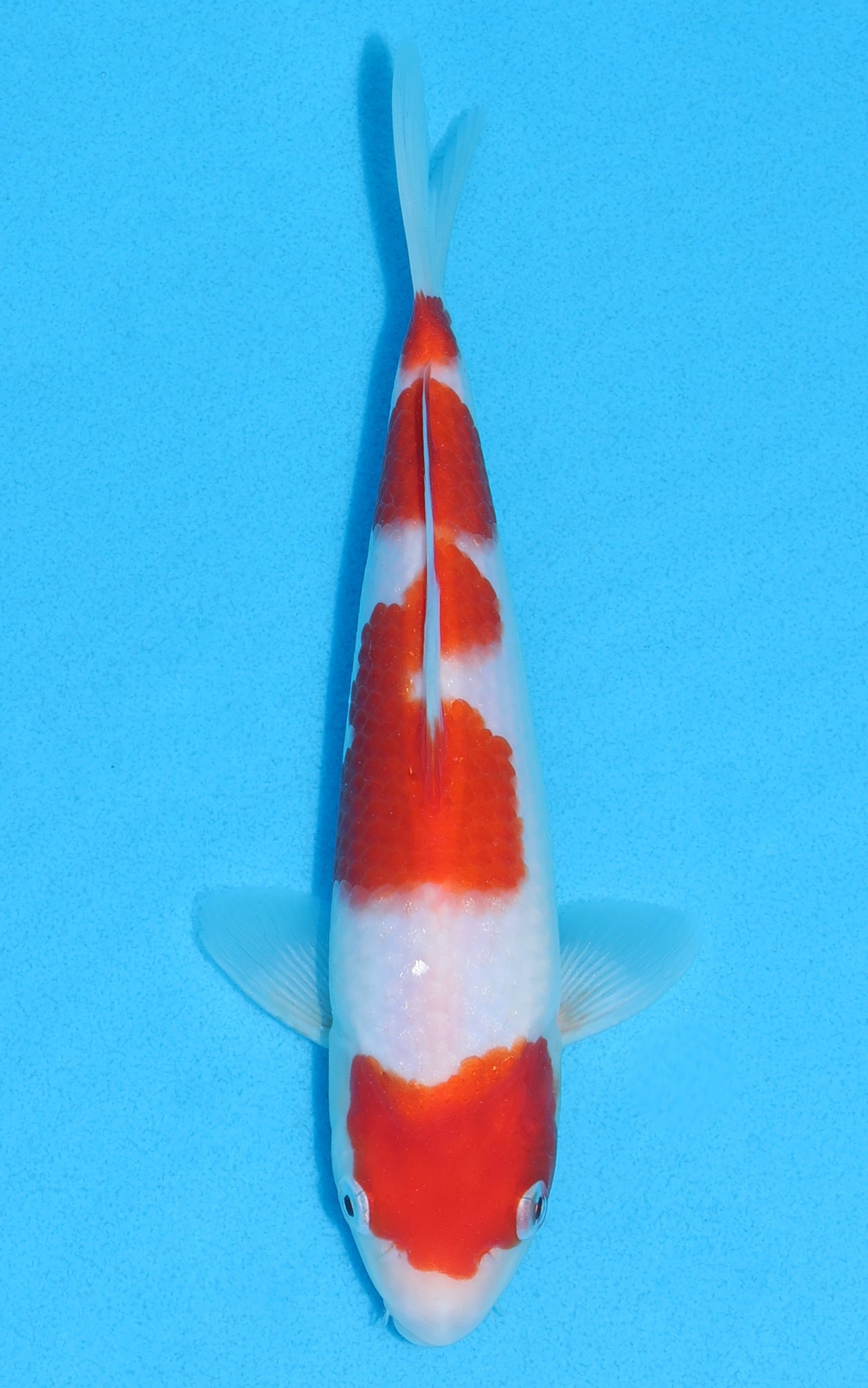 Kohaku - 22cm REF:70192