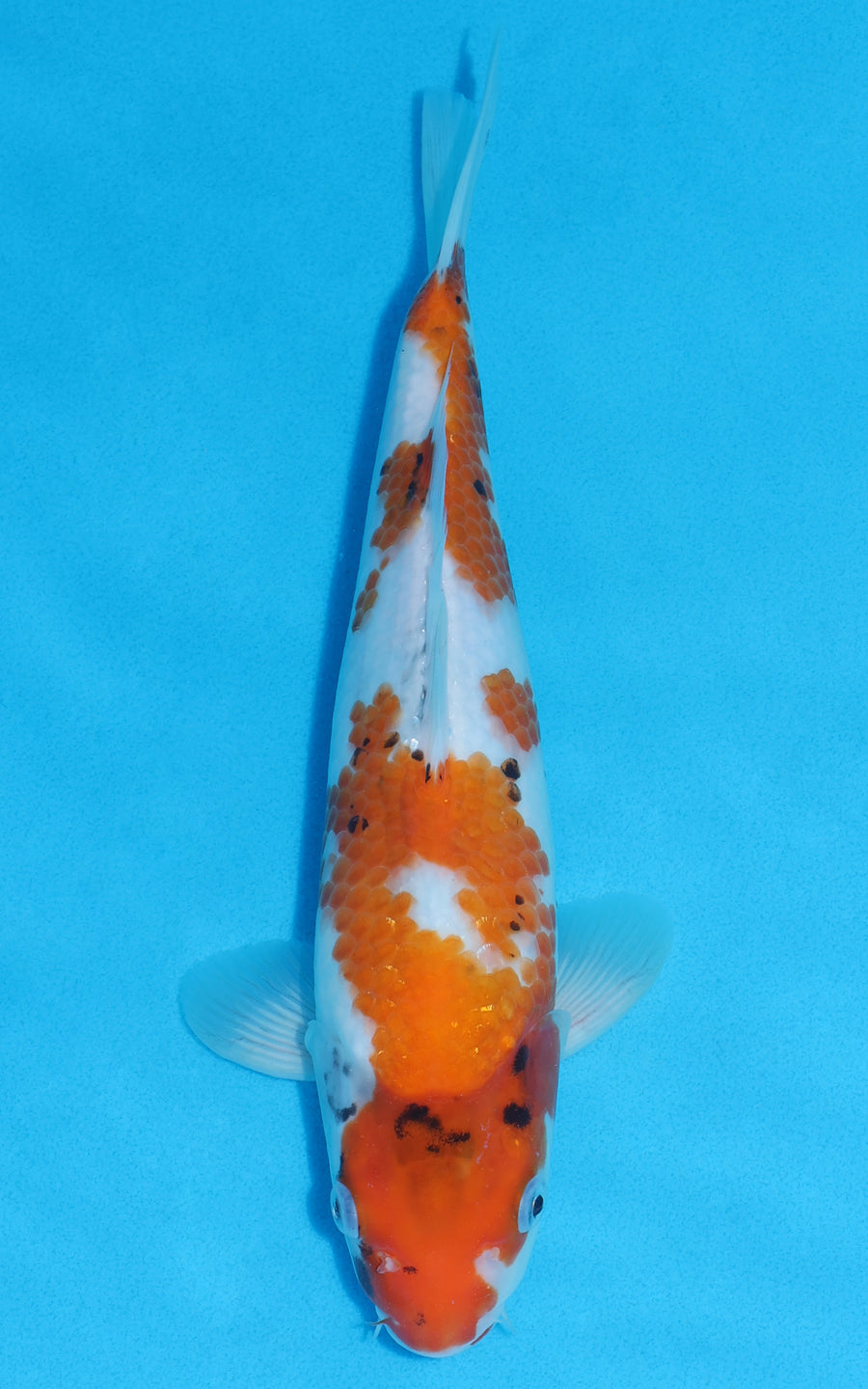 Showa - 31cm REF:13278