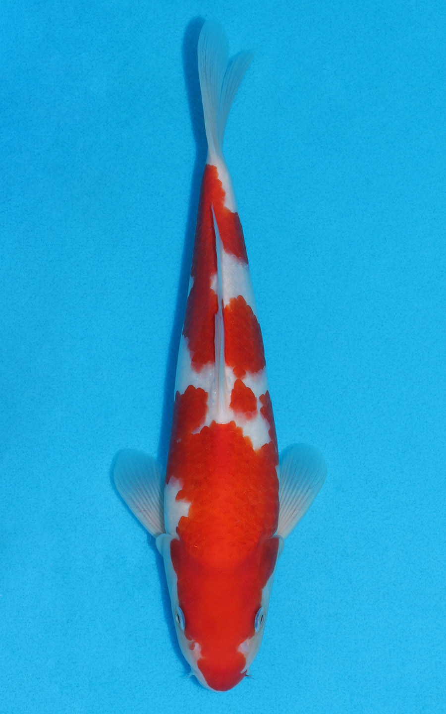 Kohaku - 29cm REF:70193