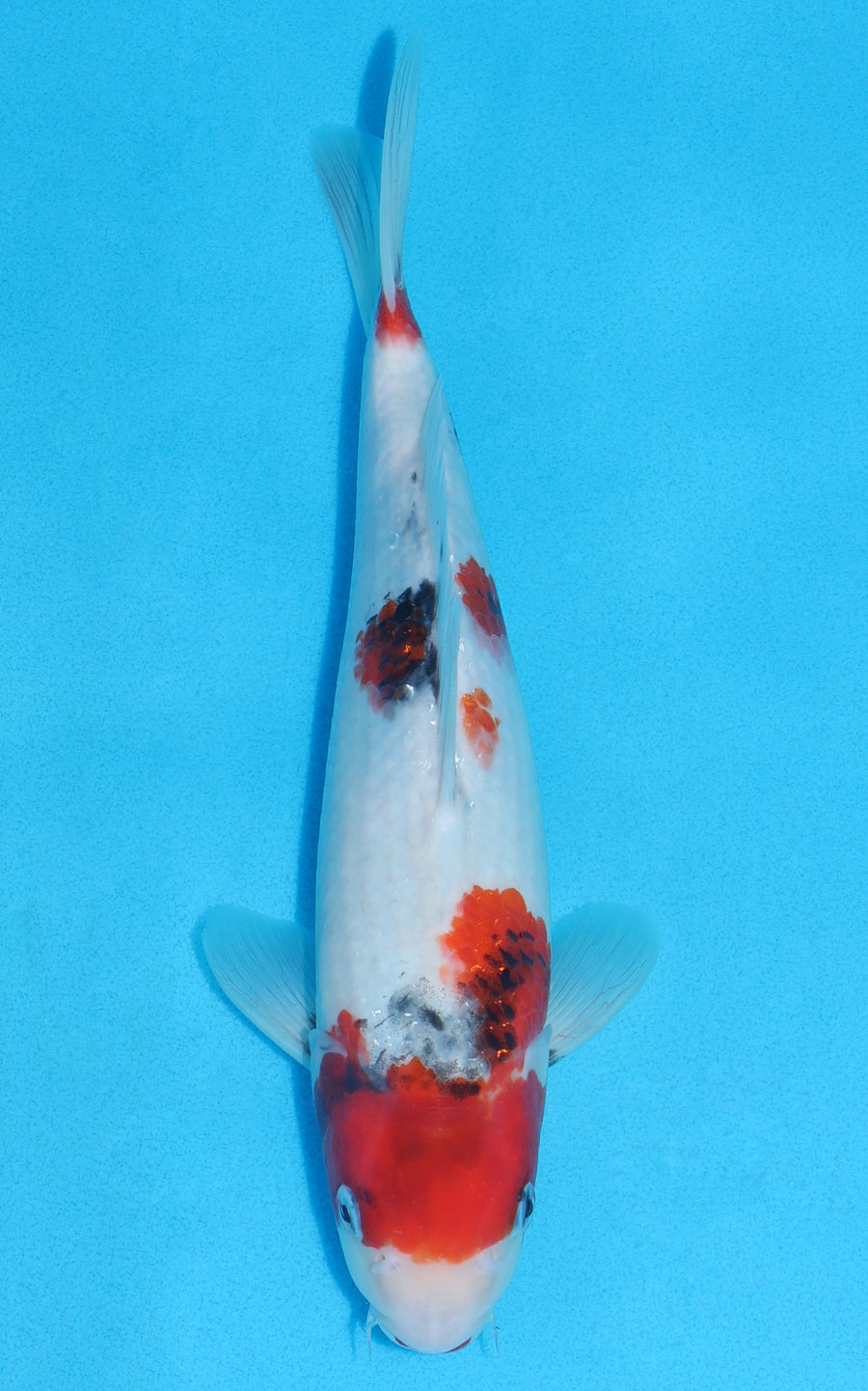 Showa - 30cm REF:70194