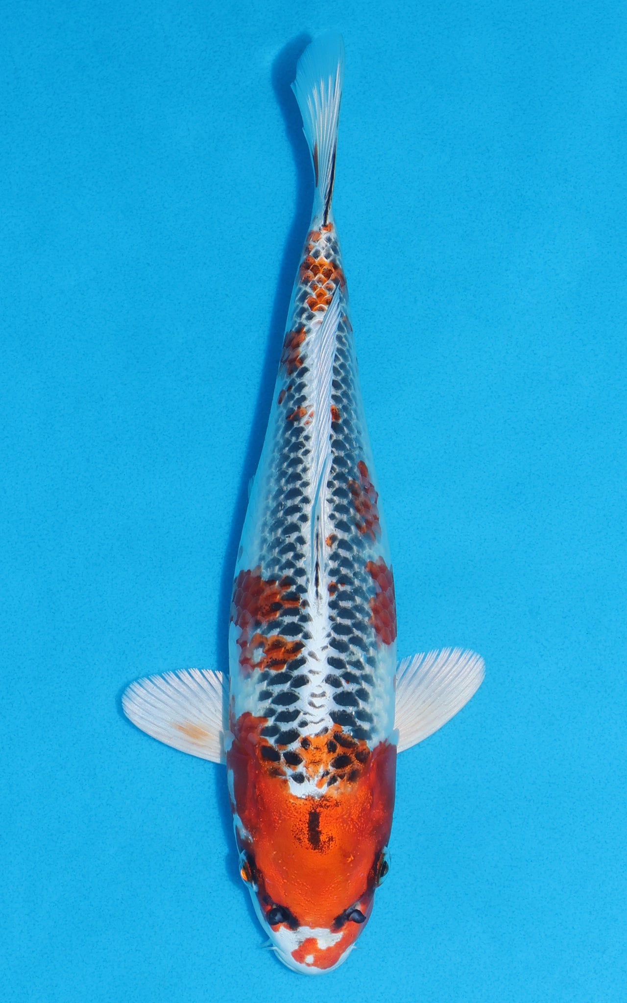 Kujaku - 28cm REF:13280