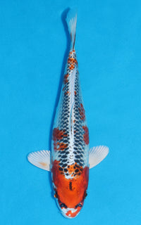 Thumbnail for Kujaku - 28cm REF:13280