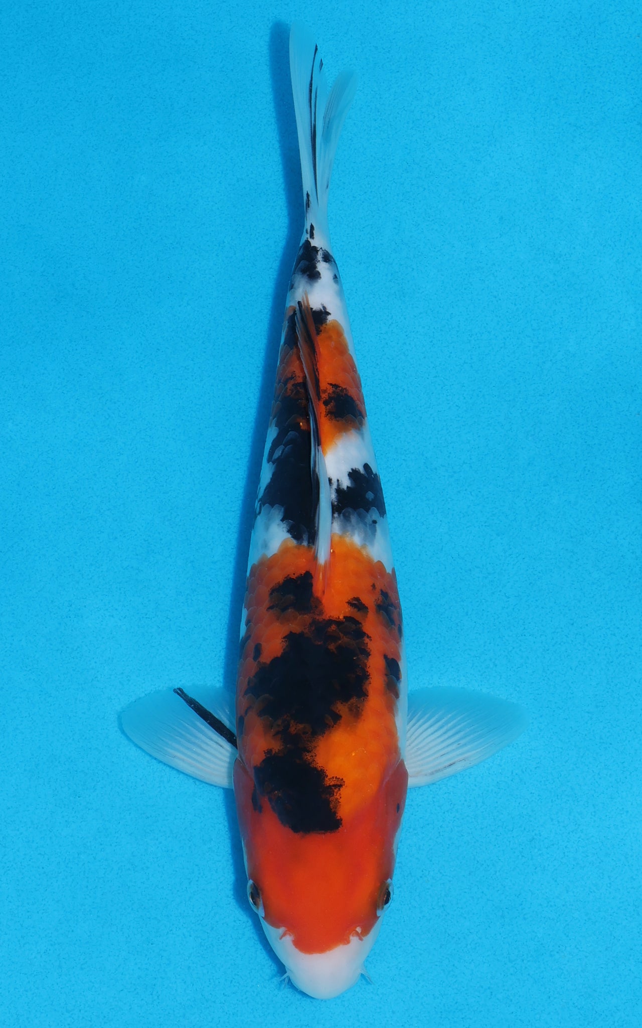 Sanke - 29cm REF:13281