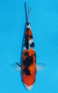 Thumbnail for Sanke - 29cm REF:13281