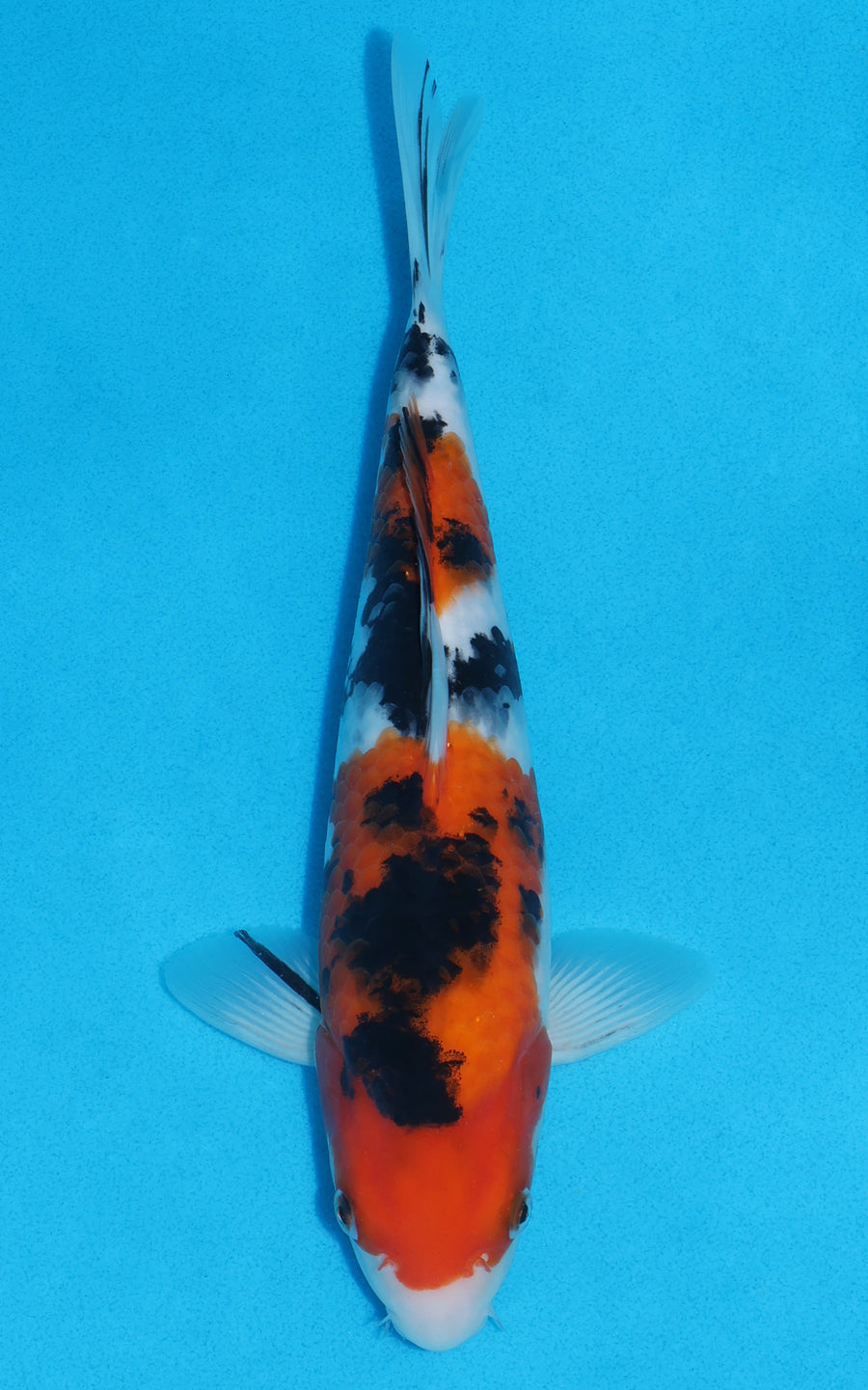 Sanke - 29cm REF:13281