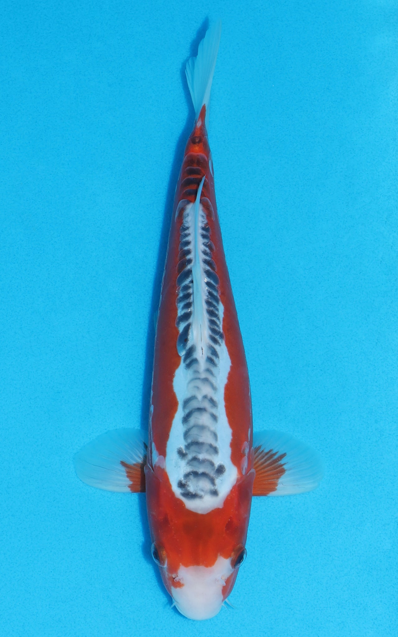 Shusui - 28cm REF:13282