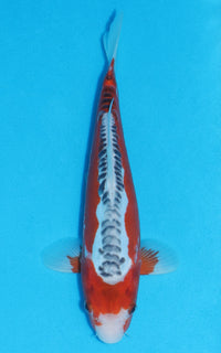 Thumbnail for Shusui - 28cm REF:13282