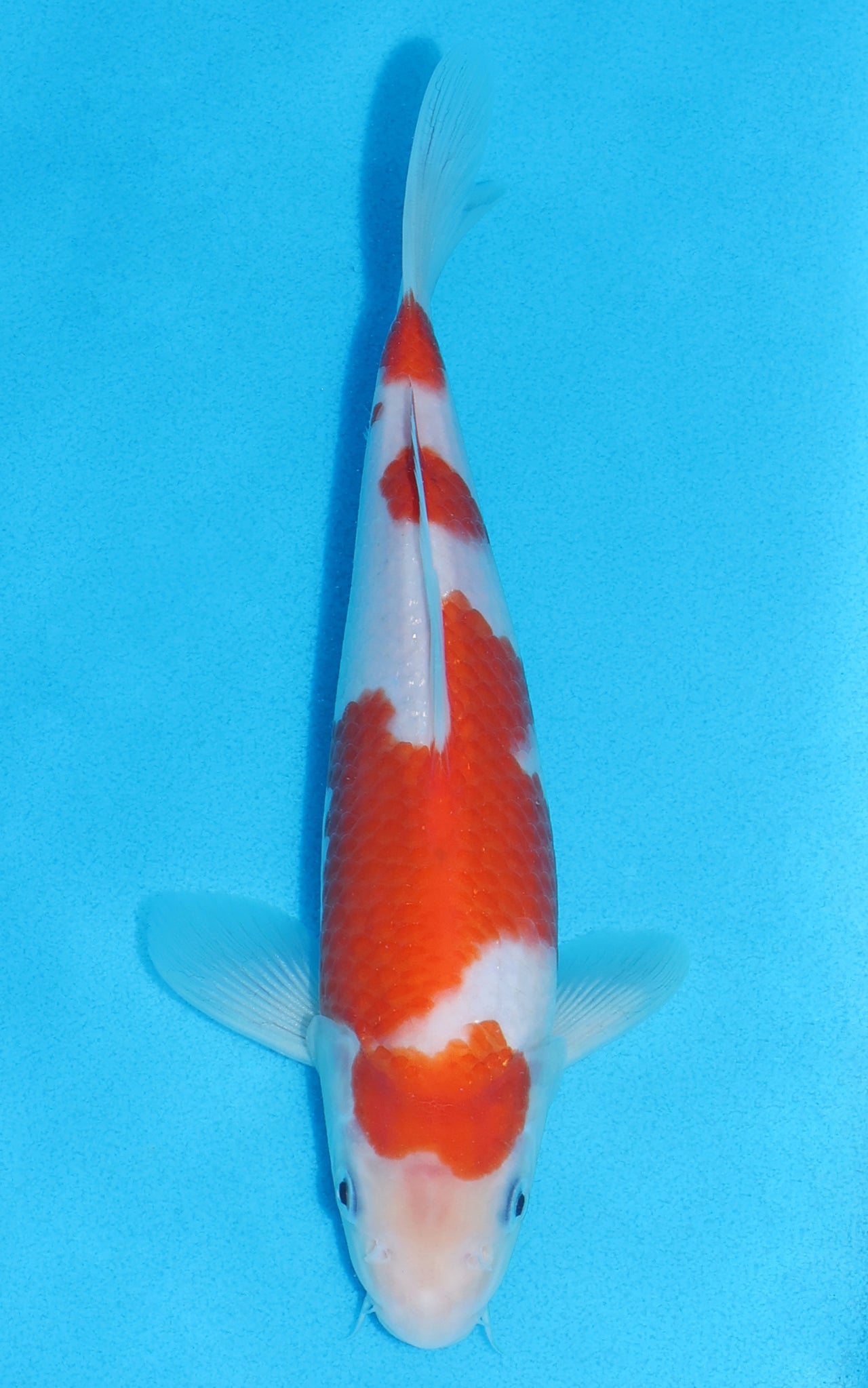 Kohaku - 23cm REF:70196