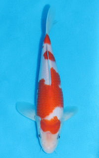 Thumbnail for Kohaku - 23cm REF:70196