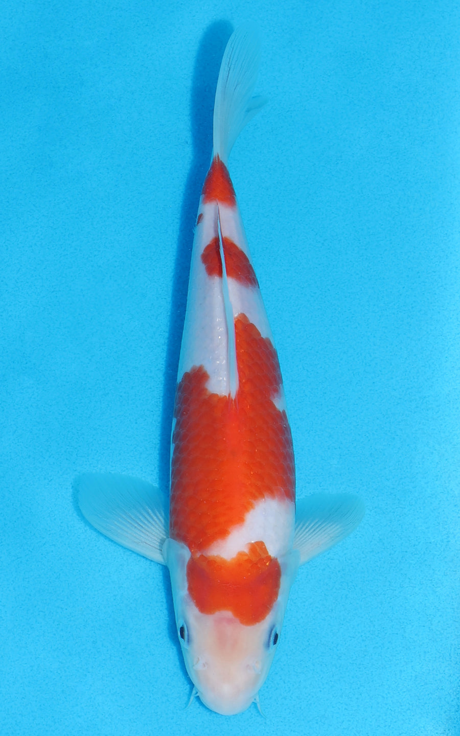 Kohaku - 23cm REF:70196