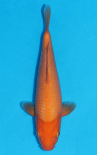 Thumbnail for Benigoi - 28cm REF:13283