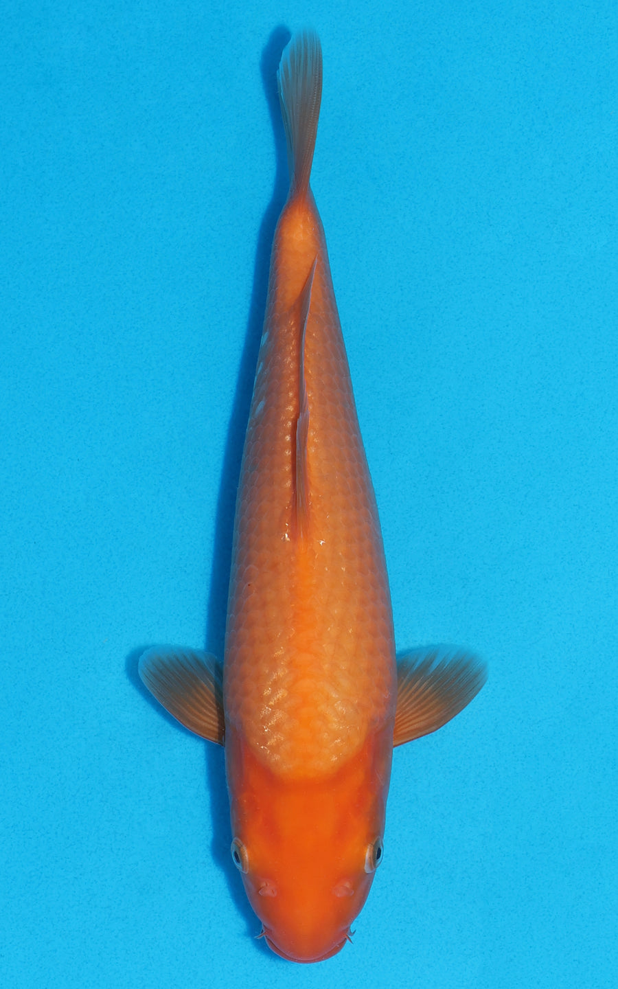 Benigoi - 28cm REF:13283