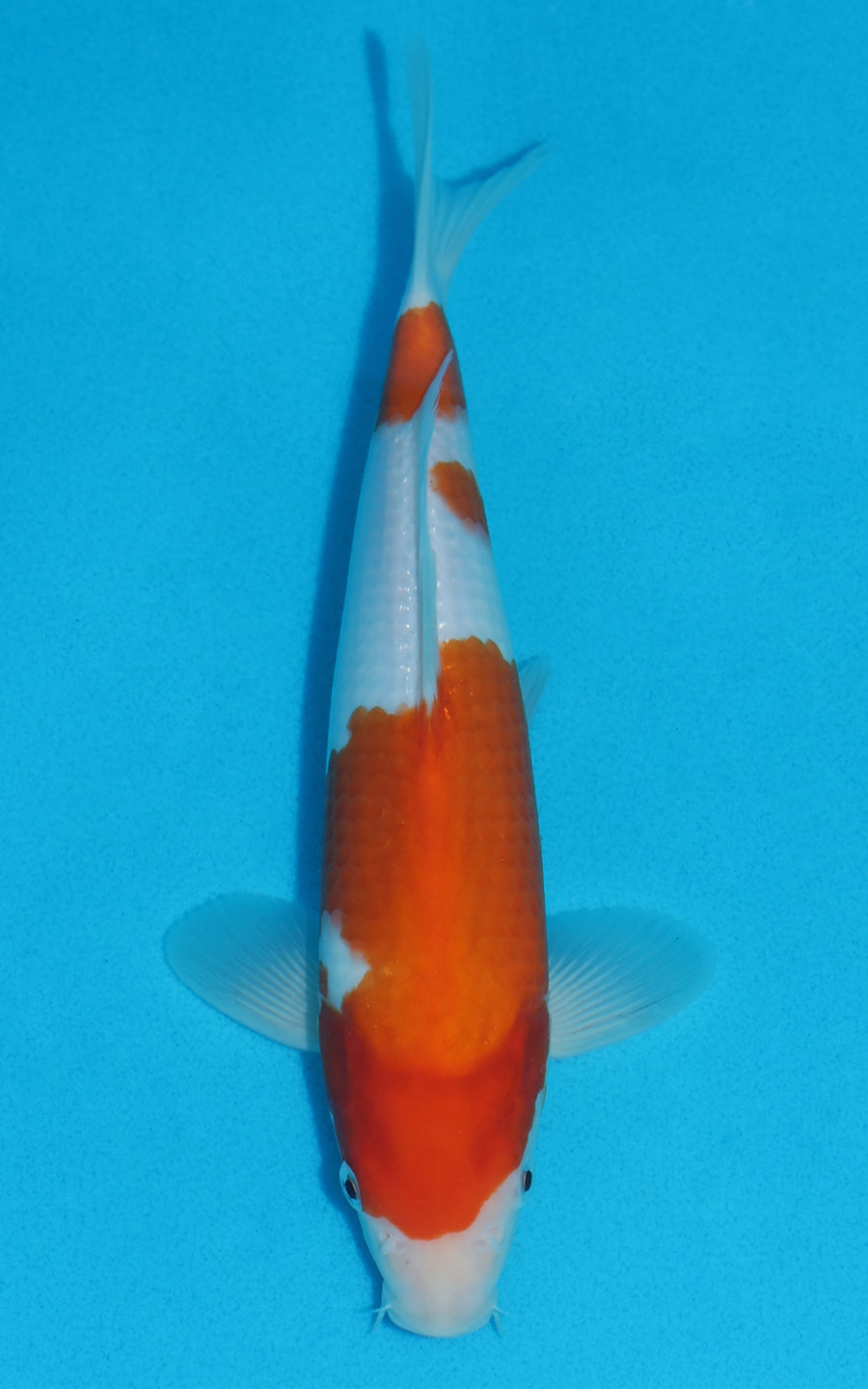 Kohaku - 27cm REF:13003