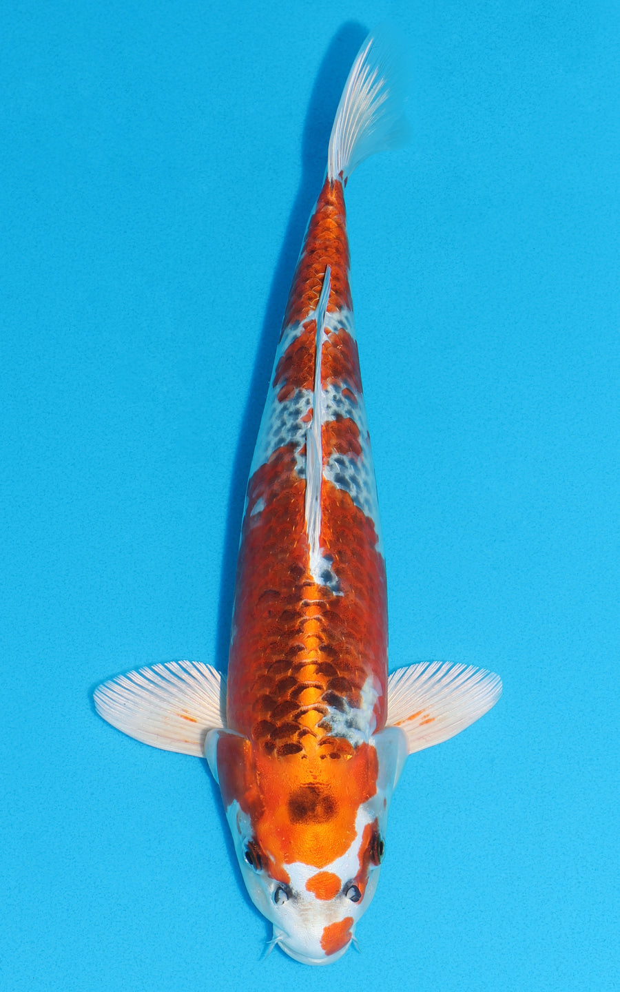 Kujaku - 37cm REF:13284