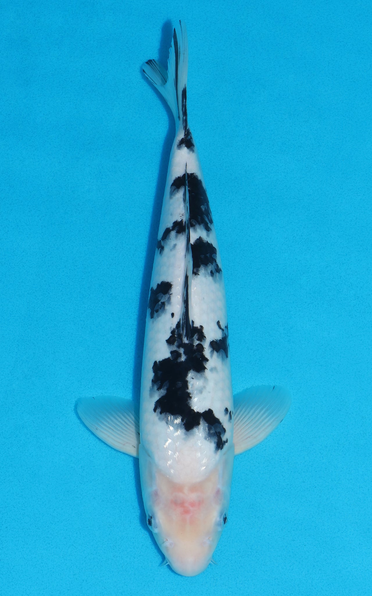 Shiro Bekko - 33cm REF:19289