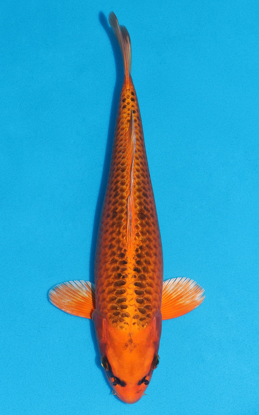 Kin Matsuba - 34cm REF:19290