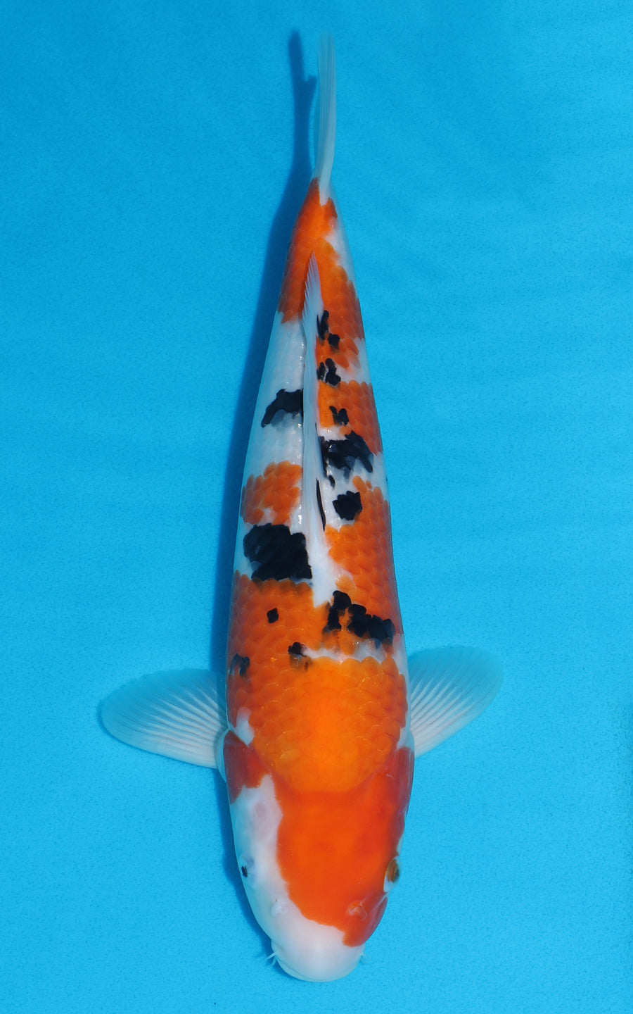 Sanke - 36cm REF:19299