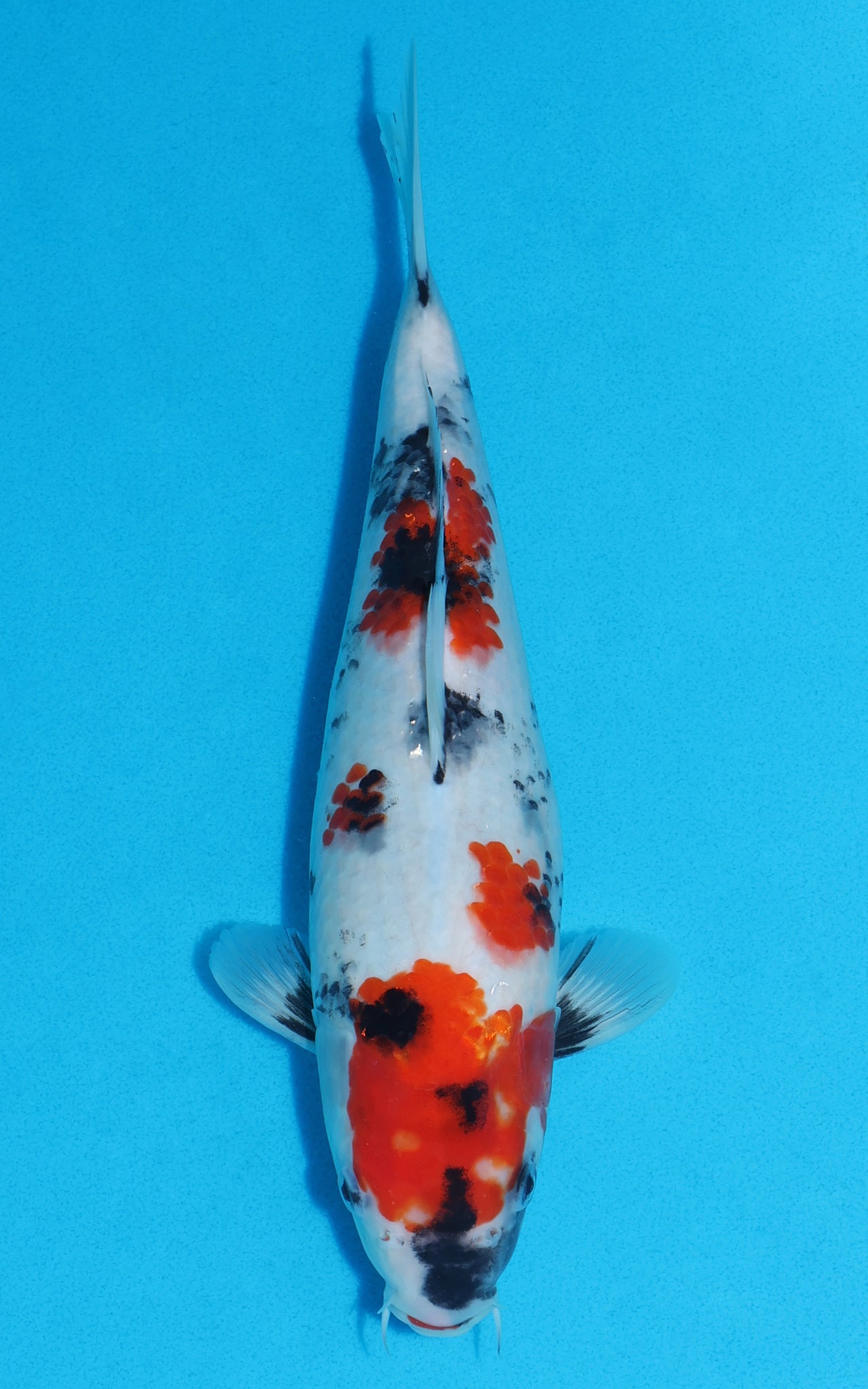 Showa - 30cm REF:19301