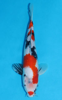 Thumbnail for Showa - 35cm REF:19304