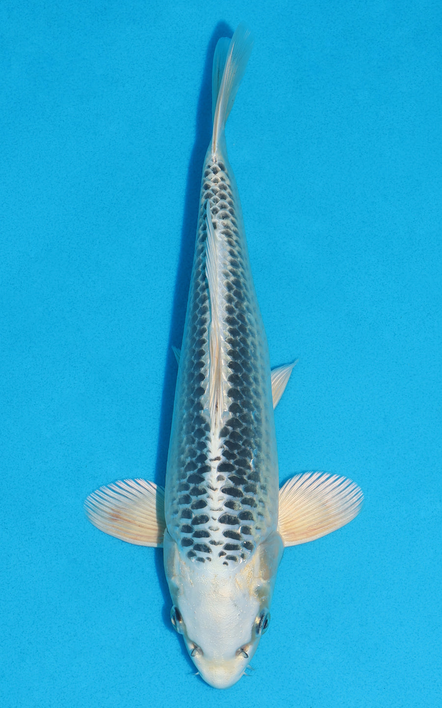 Gin Matsuba - 29cm REF:19315