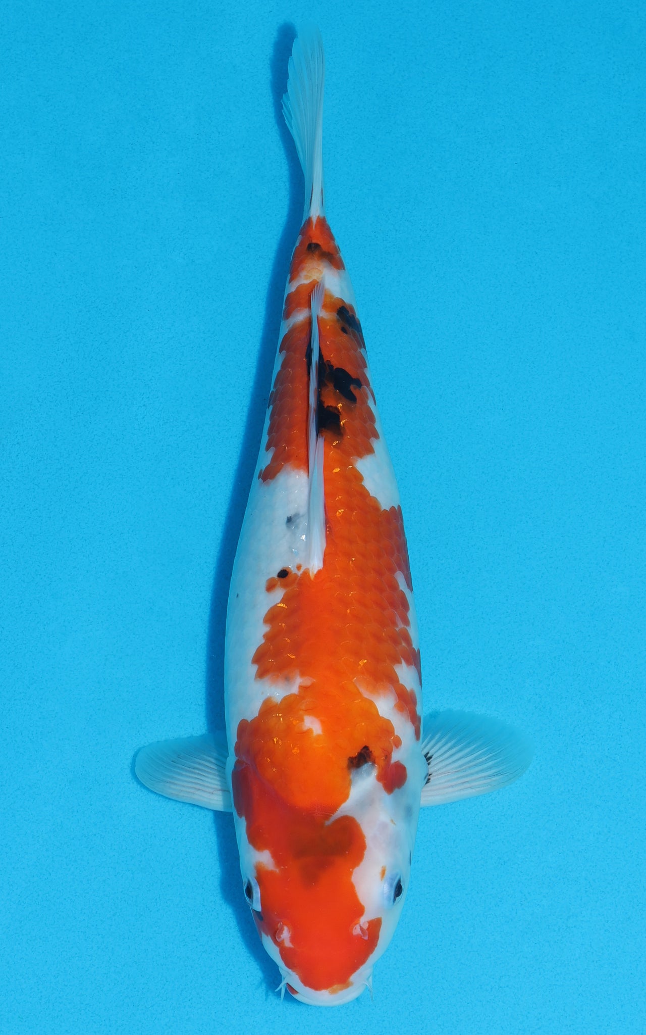 Showa - 35cm REF:19322