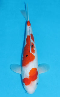 Thumbnail for Sanke - 36cm REF:19323