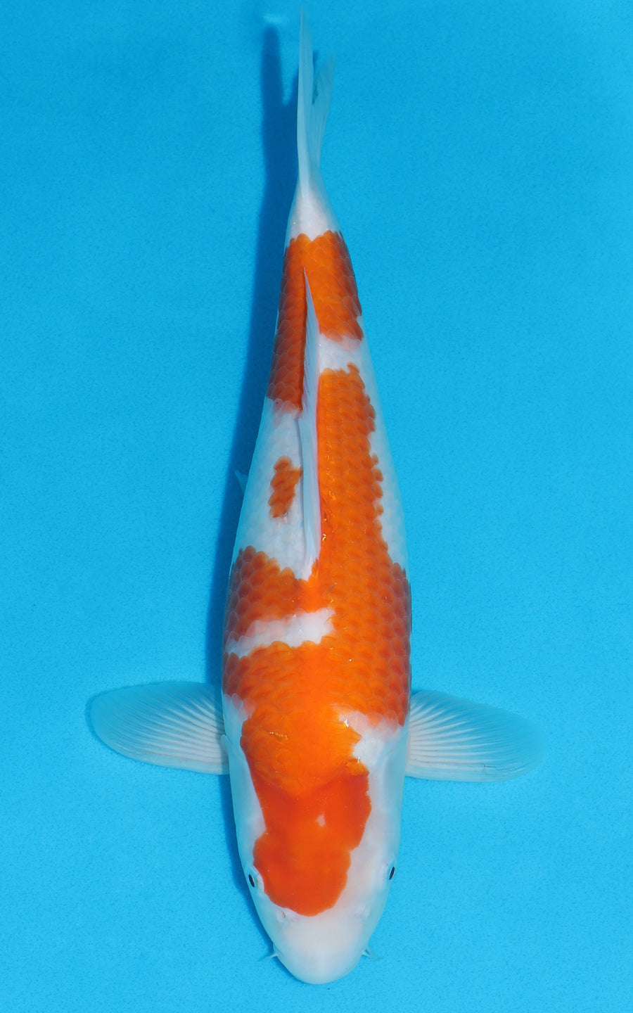 Kohaku - 36cm REF:19325